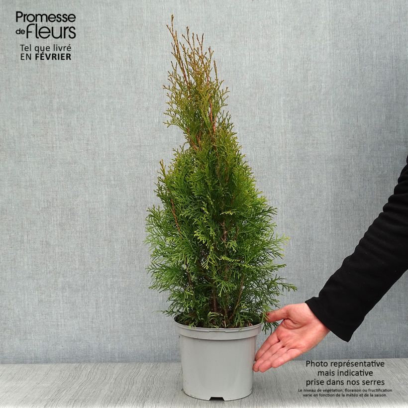 Exemplar von Thuya du Canada - Thuja occidentalis Smaragd 50/60cm en pot de 3.5L wie im Winter geliefert