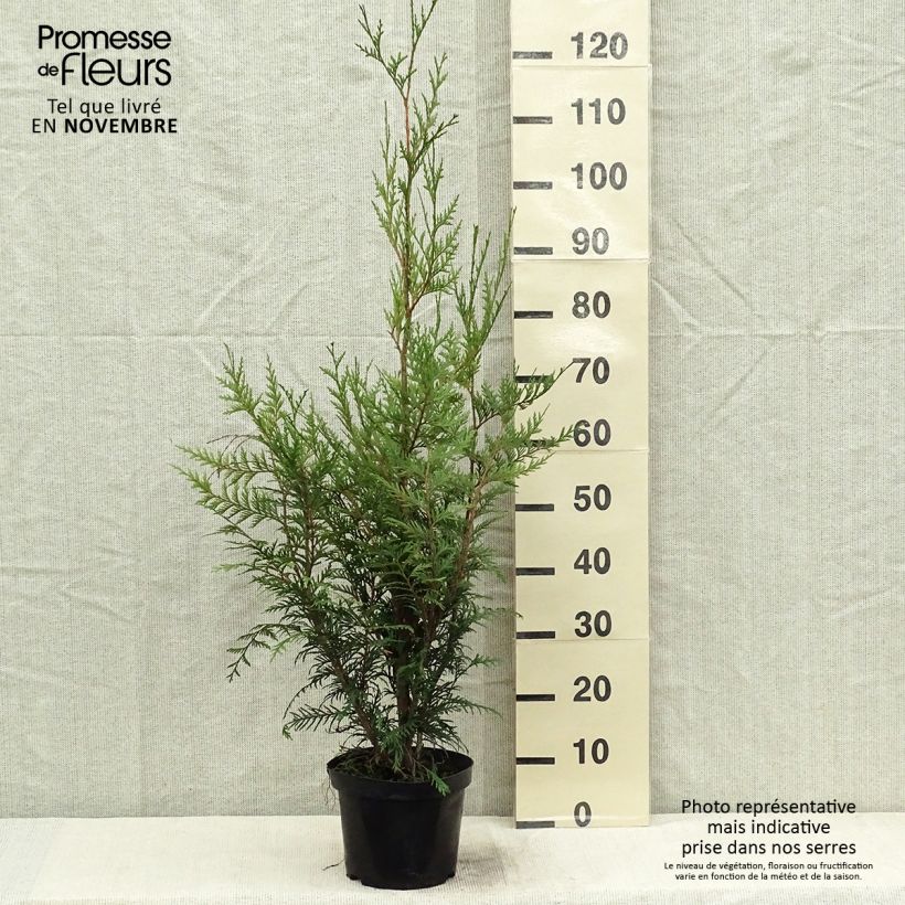 Exemplar von Thuya pour haie - Thuja plicata Atrovirens 50/60cm en pot de 2L/3L wie im Herbst geliefert