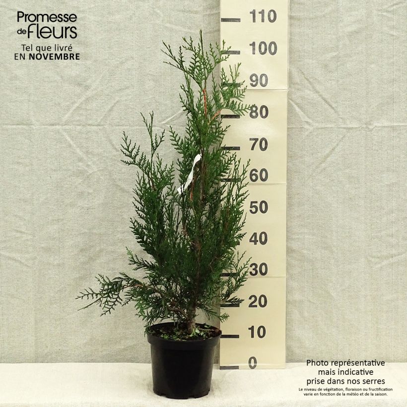 Exemplar von Thuya pour haie - Thuja plicata Atrovirens 70/80cm en pot de 4 à 5L wie im Herbst geliefert