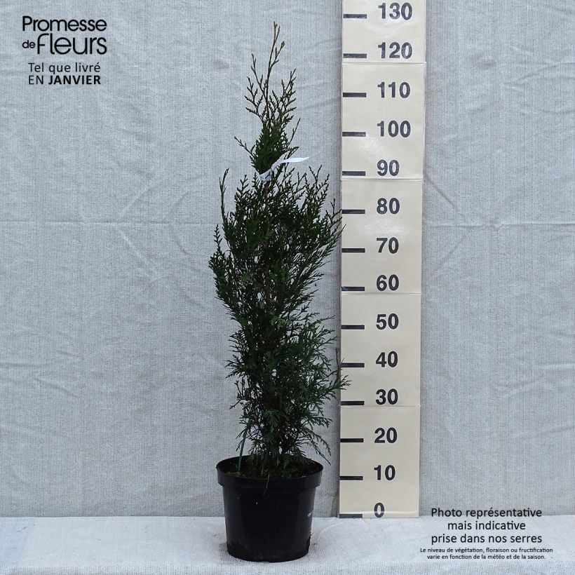 Exemplar von Thuya pour haie - Thuja plicata Atrovirens en pot de 7,5L/10L wie im Winter geliefert