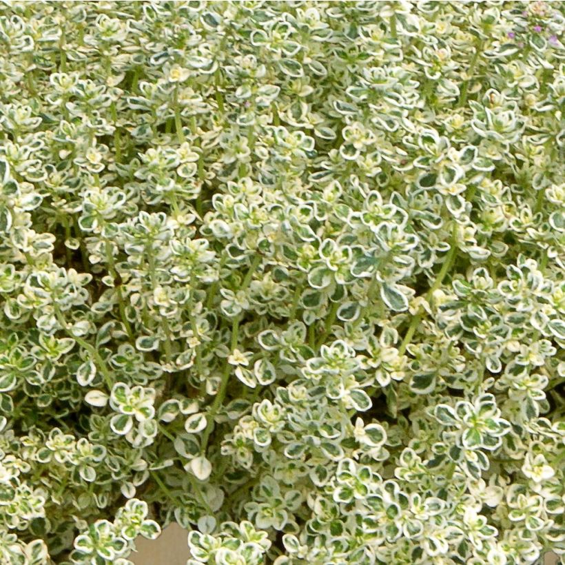 Thymian Sparkling Bright - Thymus (Laub)