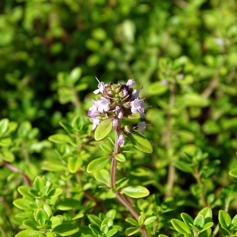 Zitronen-Thymian Bertram Anderson - Thymus x citriodorus (Blüte)