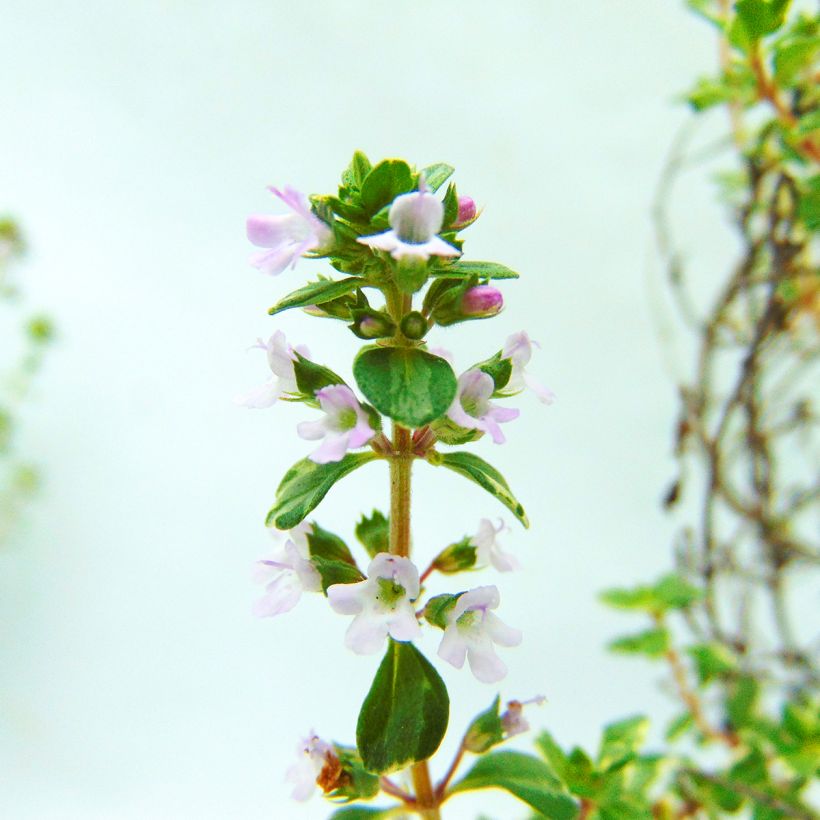 Zitronen-Thymian Silver Edge - Thymus x citriodorus (Blüte)