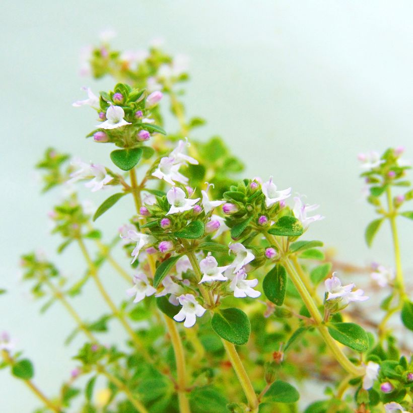 Zitronen-Thymian - Thymus x citriodorus (Blüte)