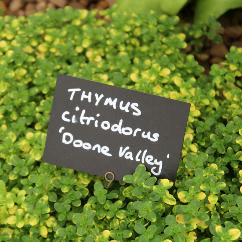 Zitronen-Thymian Doone Valley - Thymus x citriodorus (Laub)