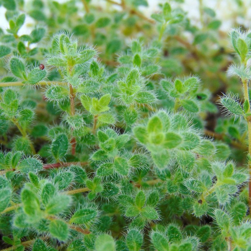 Wolliger Thymian - Thymus pseudolanuginosus (Laub)