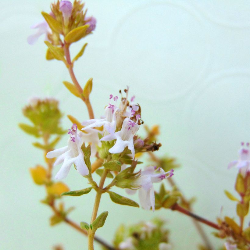 Echter Thymian Bio - Thymus officinalis (Blüte)