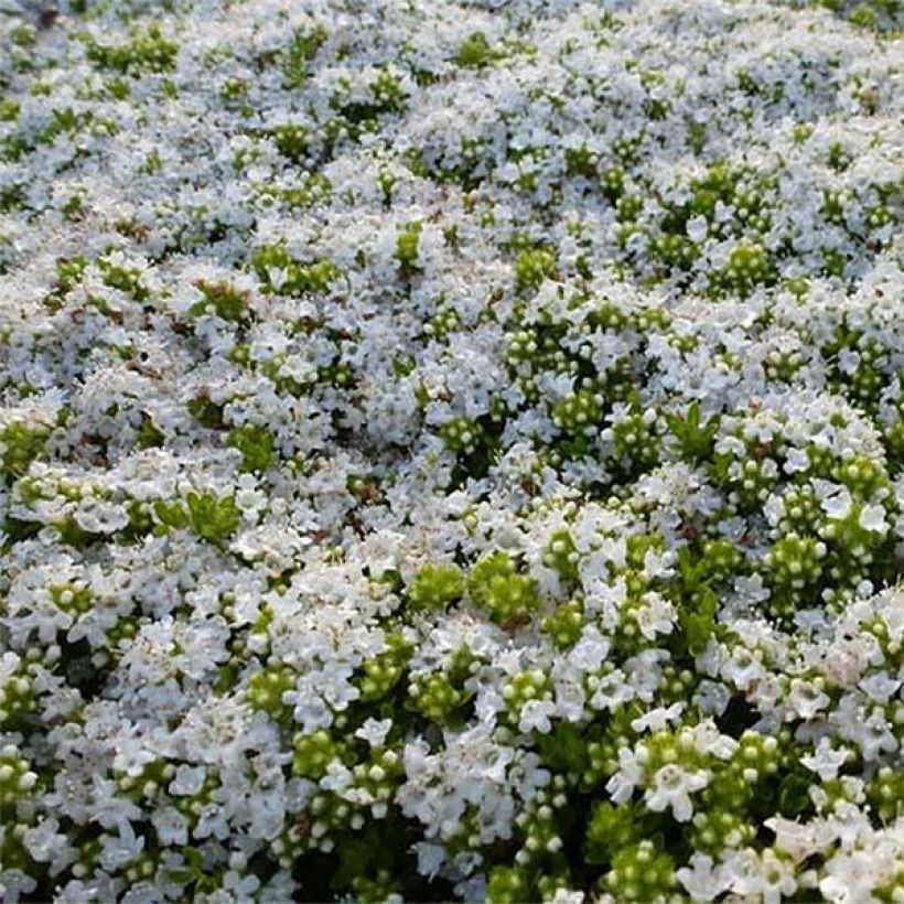 Frühblühender Thymian Albiflorus - Thymus praecox (Blüte)