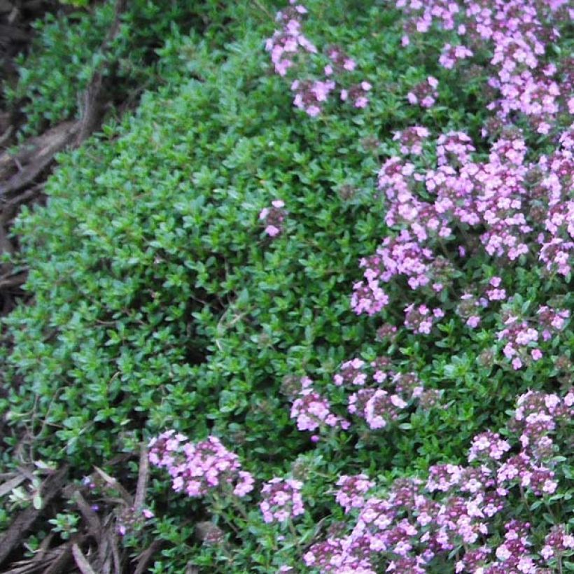 Frühblühender Thymian Coccineus - Thymus praecox (Laub)