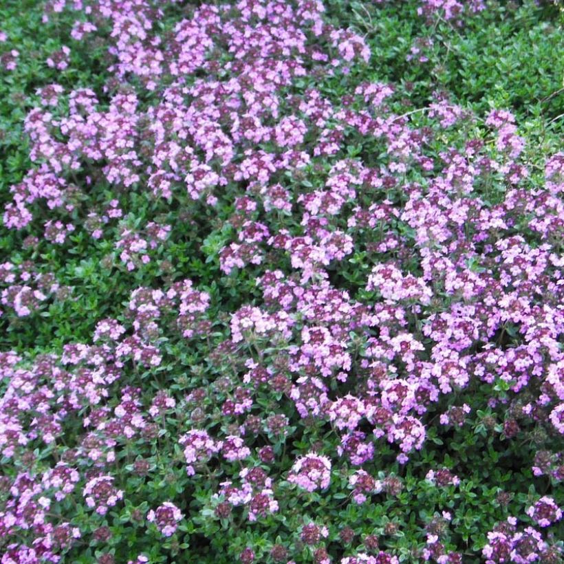 Frühblühender Thymian Coccineus - Thymus praecox (Blüte)