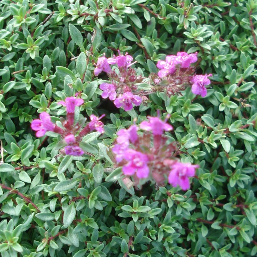 Frühblühender Thymian Purple Beauty - Thymus praecox (Blüte)