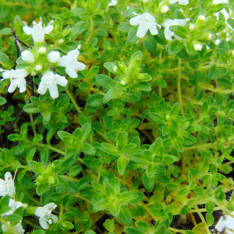 Frühblühender Thymian Albiflorus - Thymus praecox (Laub)