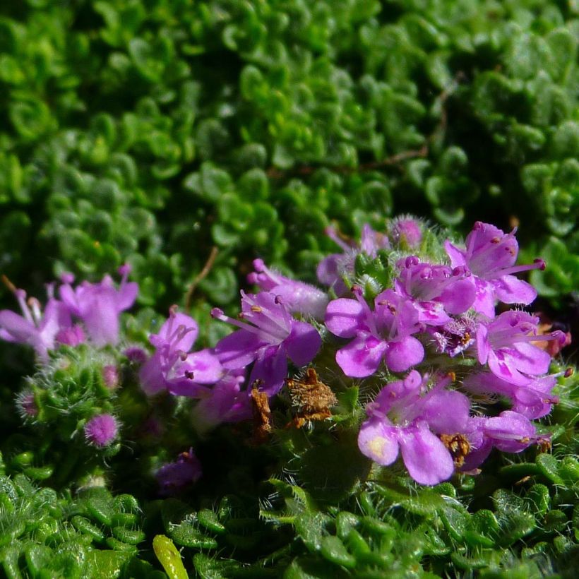 Sand-Thymian oder Feld-Thymian Elfin - Thymus serpyllum (Blüte)