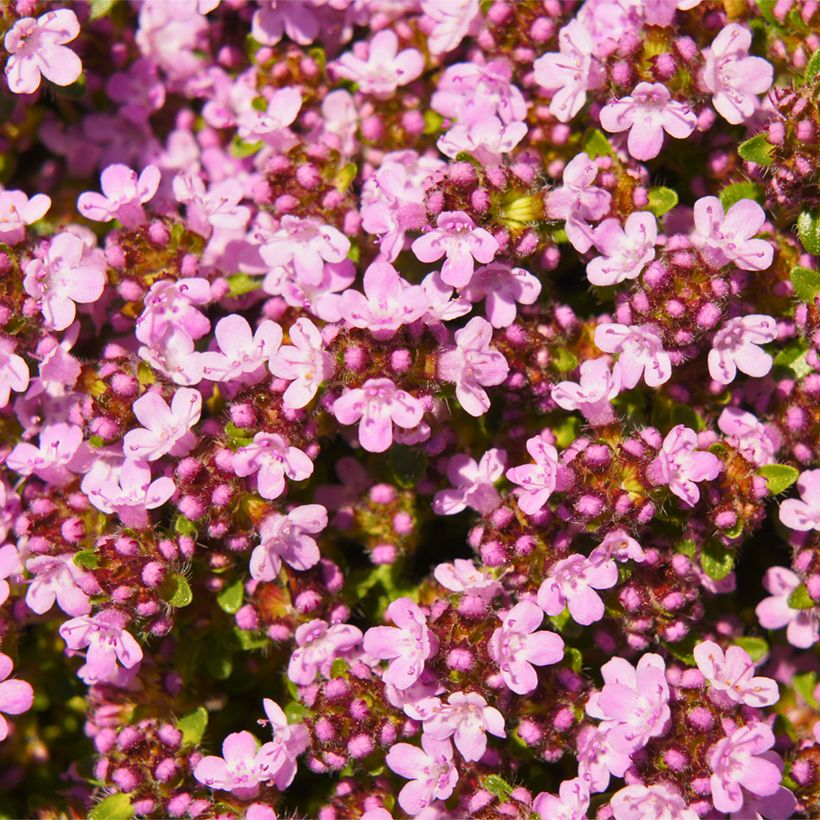 Sand-Thymian oder Feld-Thymian Magic Carpet - Thymus serpyllum (Blüte)