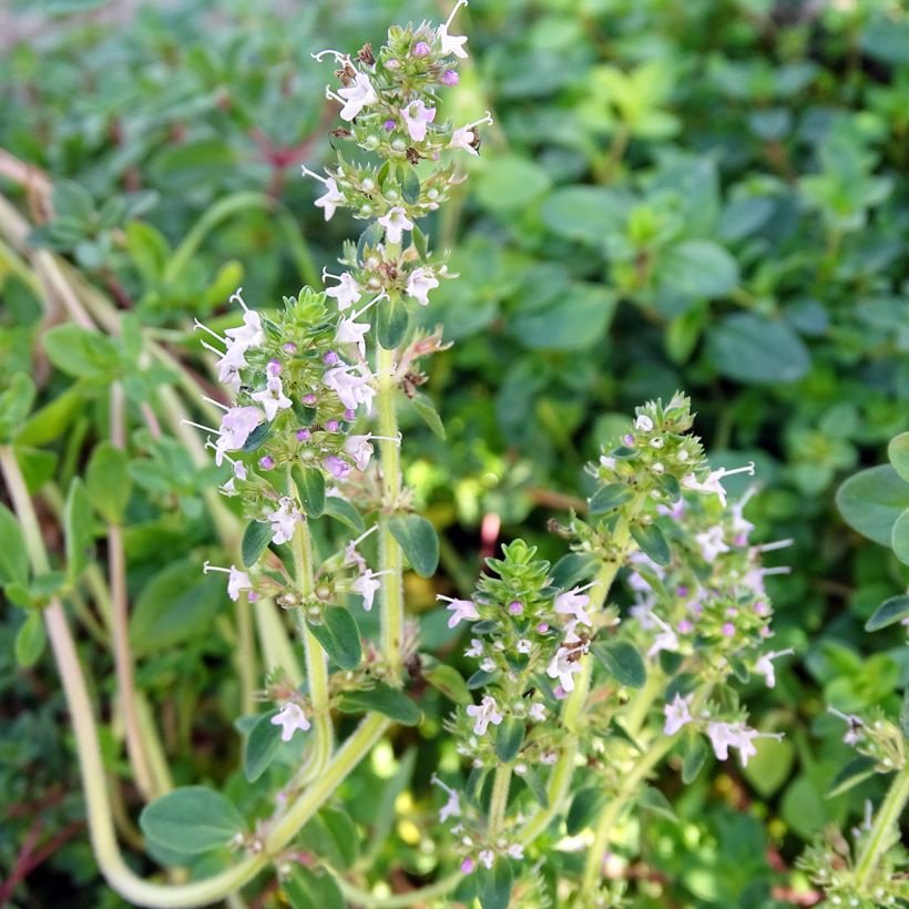 Sand-Thymian oder Feld-Thymian - Thymus serpyllum (Blüte)