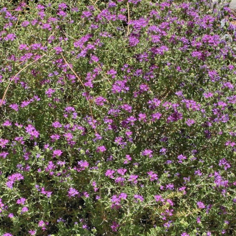 Thymus capitatus (Pflanzen) (Blüte)