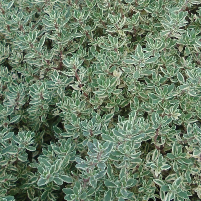 Zitronen-Thymian Silver Queen - Thymus x citriodorus (Laub)