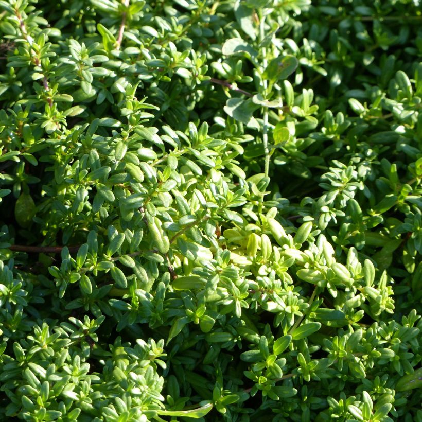 Kaskaden-Thymian - Thymus longicaulis (Laub)