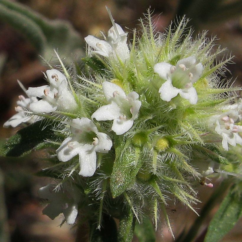 Mastix-Thymian - Thymus mastichina (Blüte)