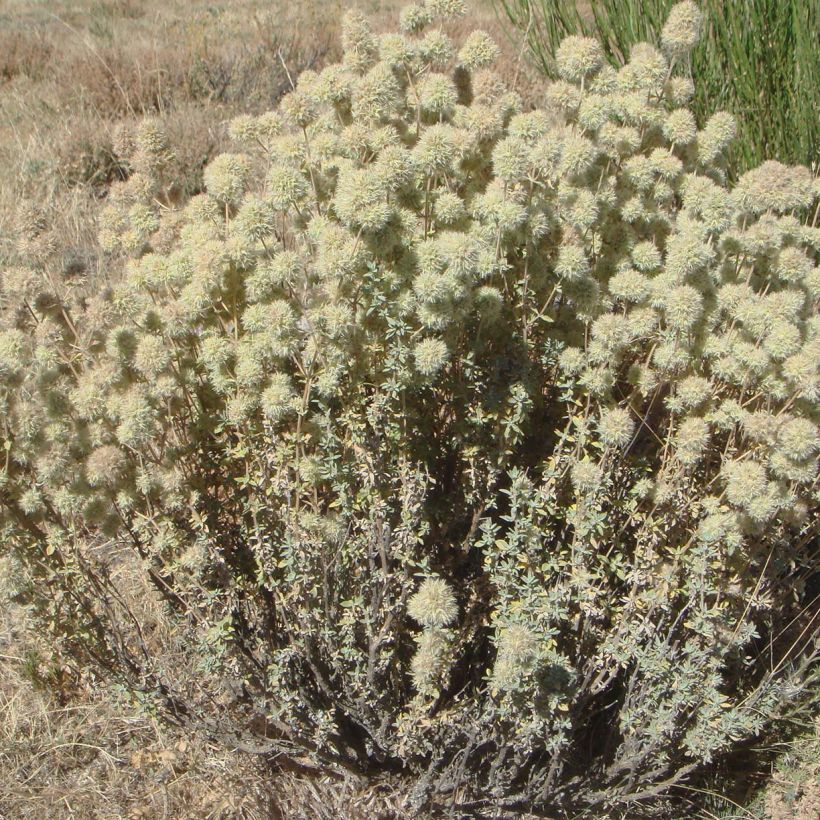 Mastix-Thymian - Thymus mastichina (Hafen)