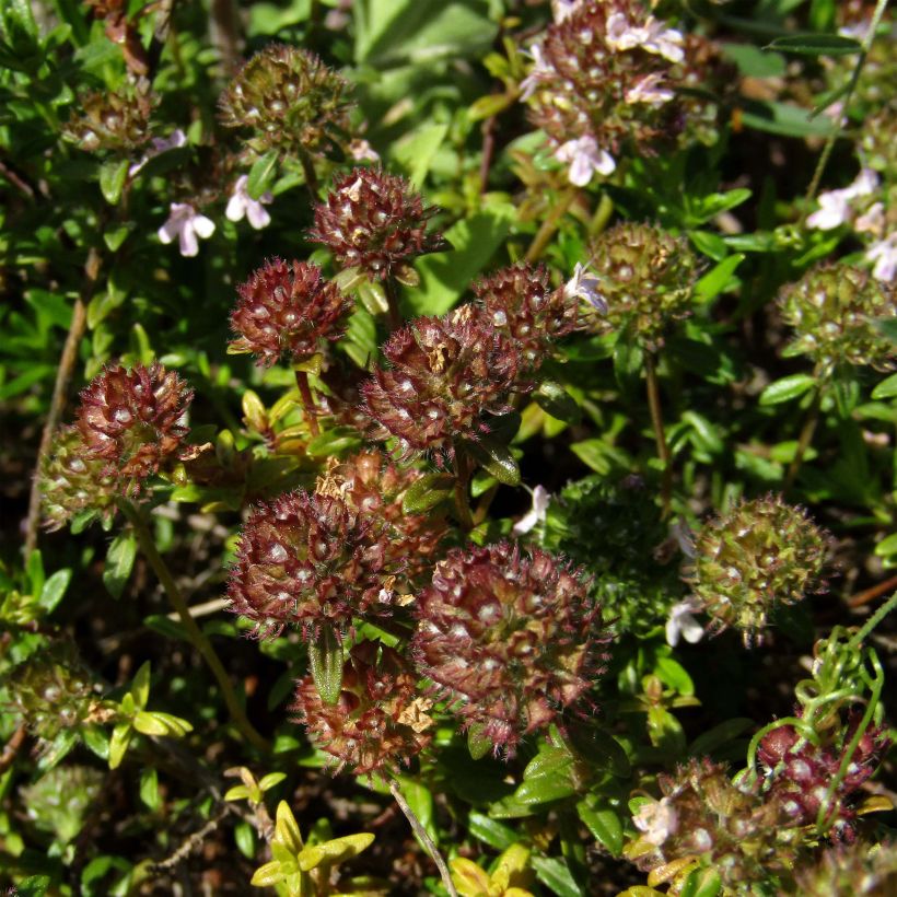 Thymian - Thymus nitens (Blüte)