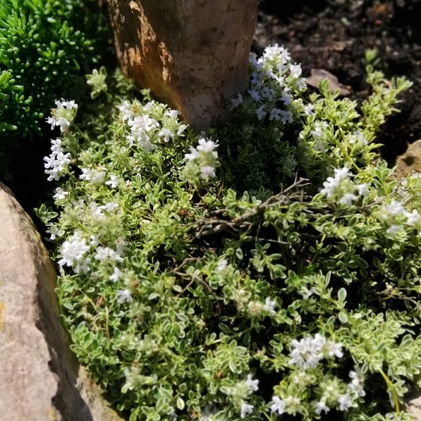 Frühblühender Thymian Highland Cream - Thymus praecox (Hafen)