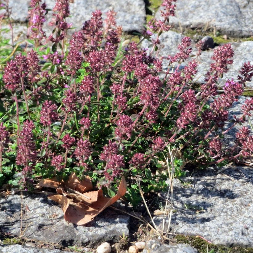 Breitblättriger Thymian Splendens - Thymus pulegioides (Hafen)