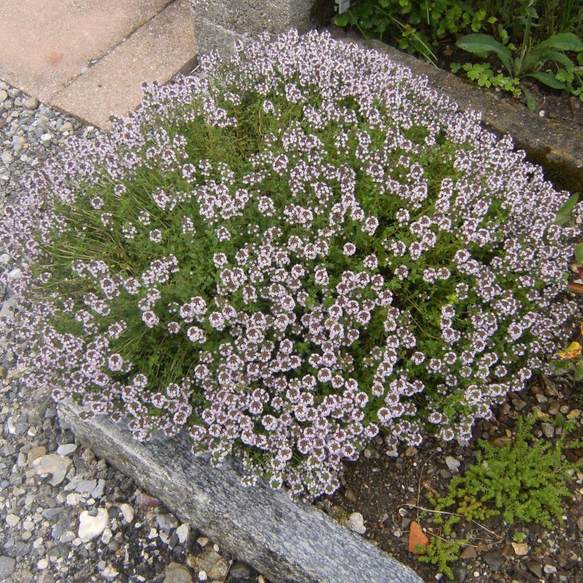 Echter Thymian Compactus - Thymus vulgaris (Hafen)