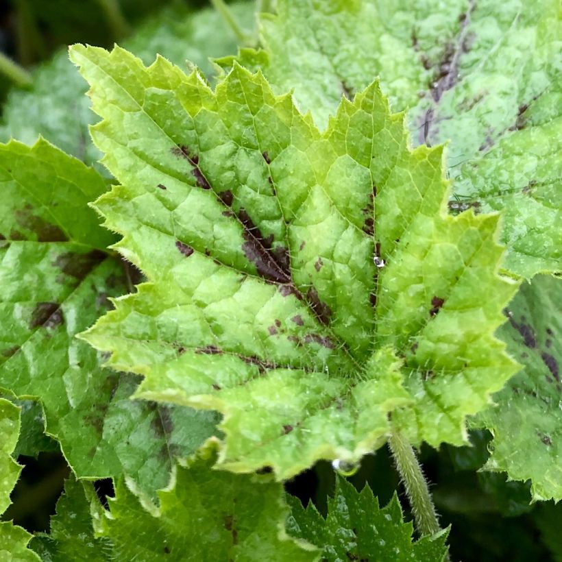 Tiarella cordifolia Appalachian Trail - Wald-Schaumblüte (Laub)