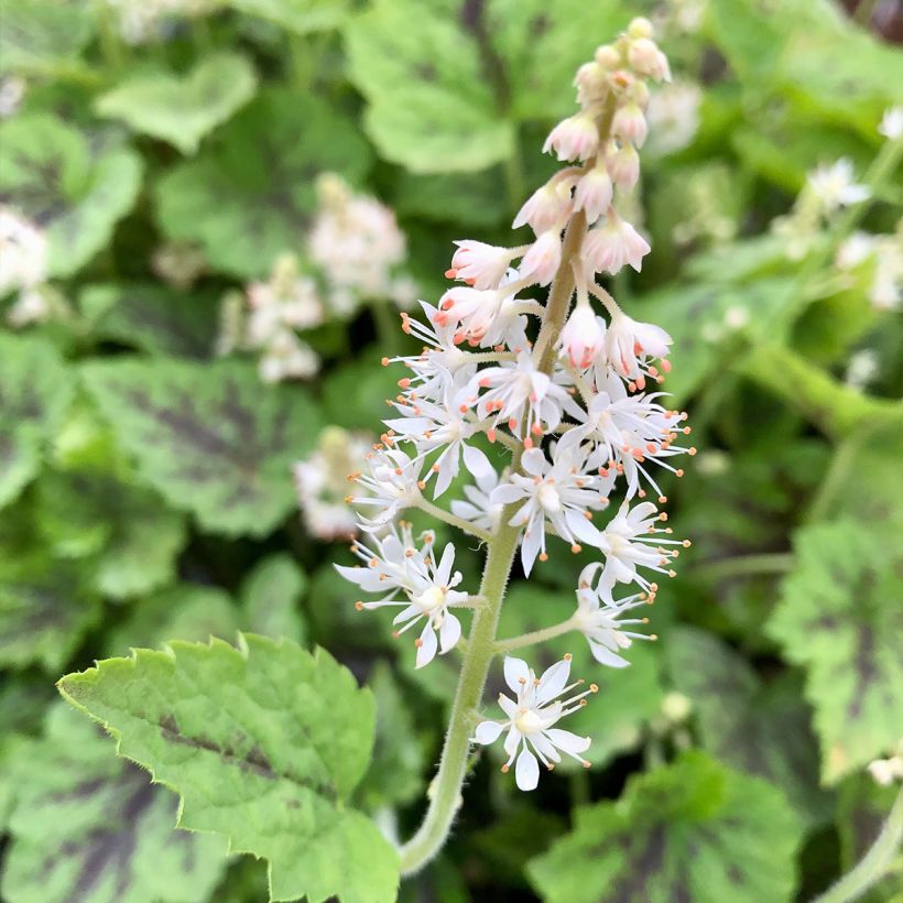 Tiarella cordifolia Appalachian Trail - Wald-Schaumblüte (Blüte)