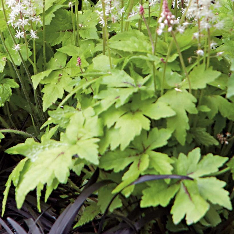 Tiarella Crow Feather - Schaumblüte (Laub)