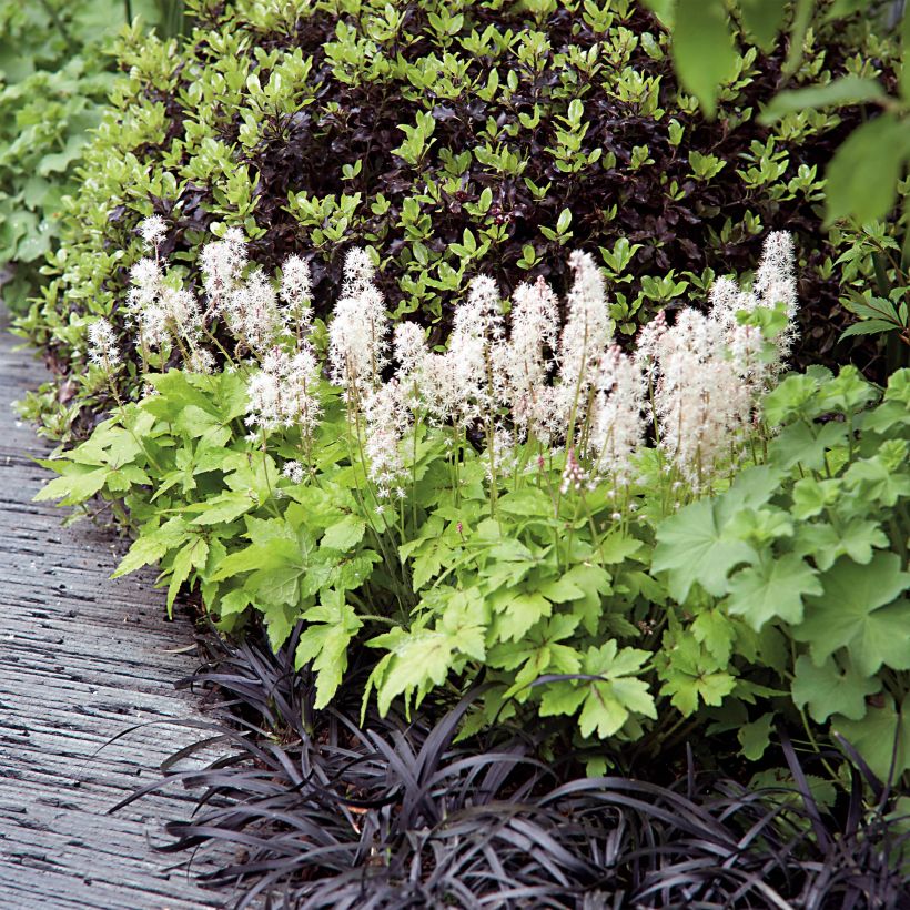 Tiarella Crow Feather - Schaumblüte (Hafen)