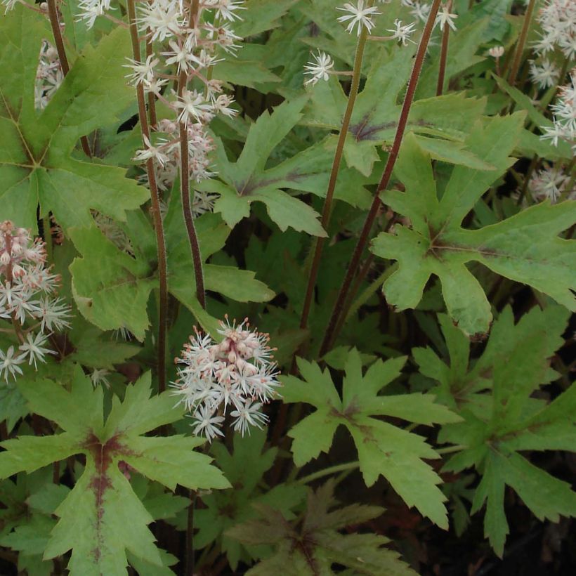 Tiarella Pink Skyrocket - Schaumblüte (Laub)