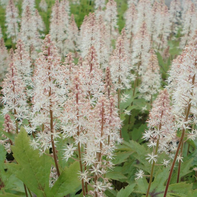 Tiarella Pink Skyrocket - Schaumblüte (Blüte)