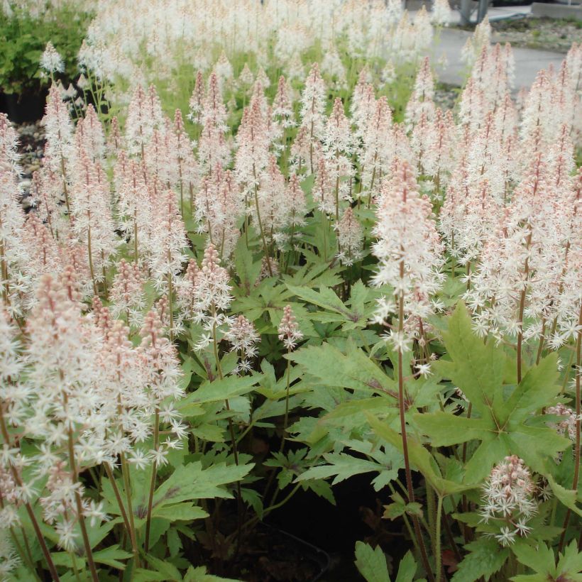 Tiarella Pink Skyrocket - Schaumblüte (Hafen)