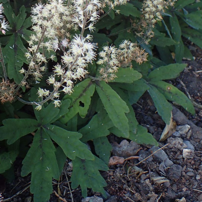 Tiarella Spring Symphony - Schaumblüte (Laub)