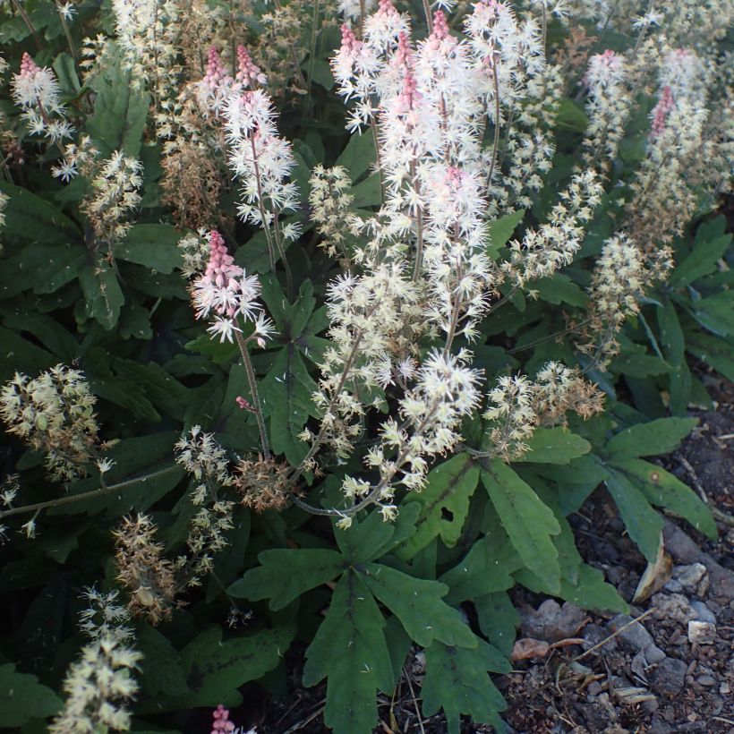 Tiarella Spring Symphony - Schaumblüte (Hafen)