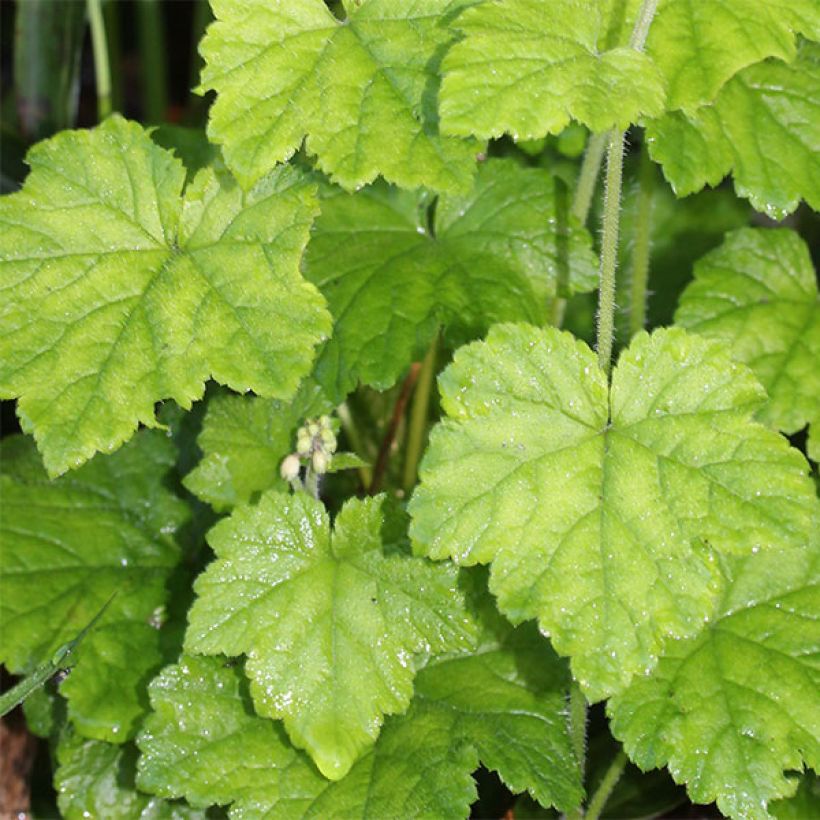 Tiarella polyphylla - Vielblättrige Schaumblume (Laub)