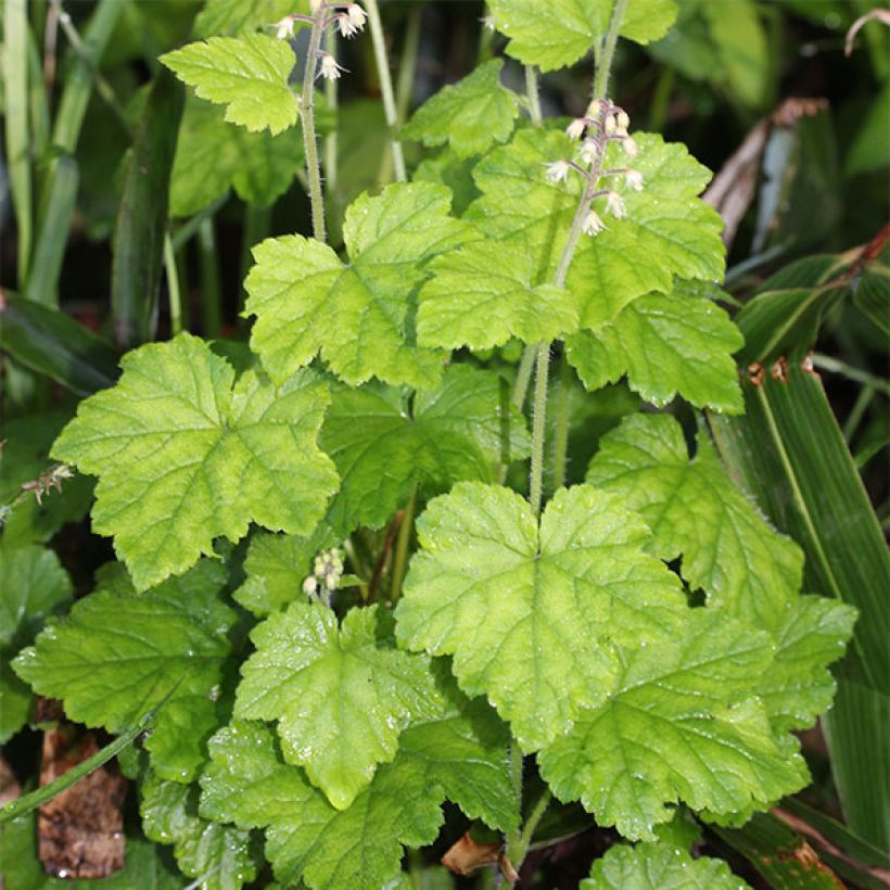 Tiarella polyphylla - Vielblättrige Schaumblume (Hafen)