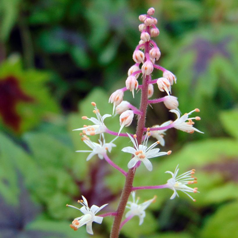 Tiarella Sugar and Spice - Schaumblüte (Blüte)