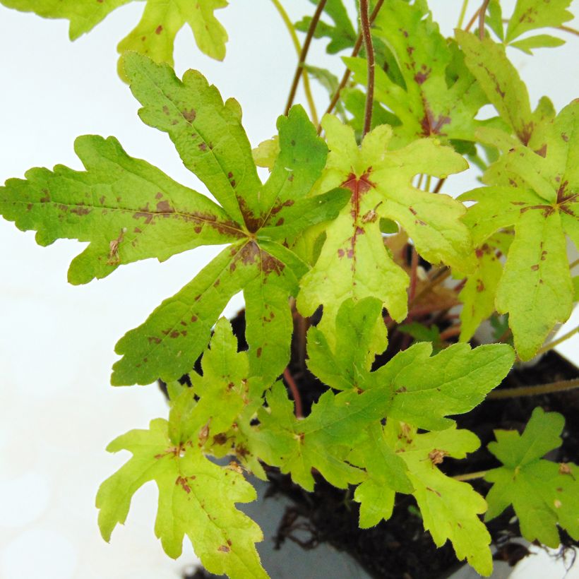 Tiarella Arpeggio - Schaumblüte (Laub)