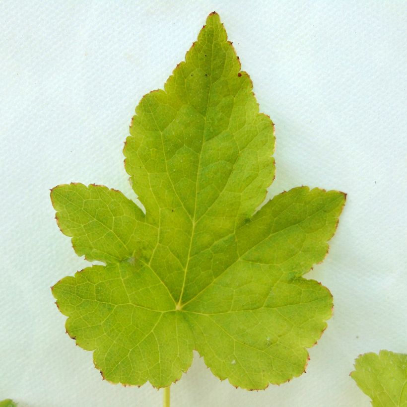 Tiarella Running Tiger - Schaumblüte (Laub)