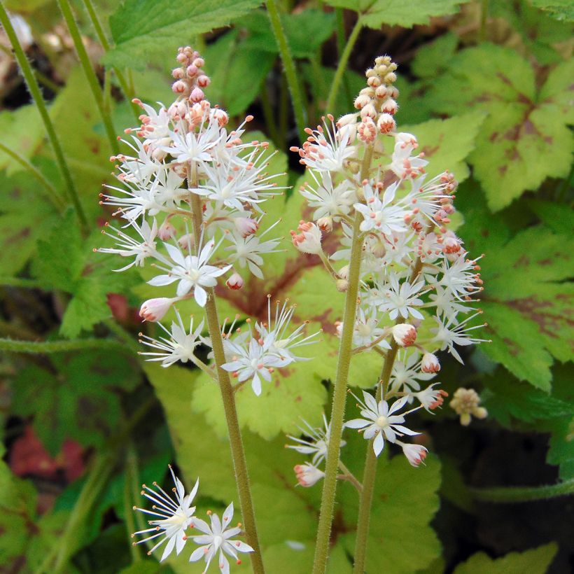 Tiarella Running Tiger - Schaumblüte (Blüte)