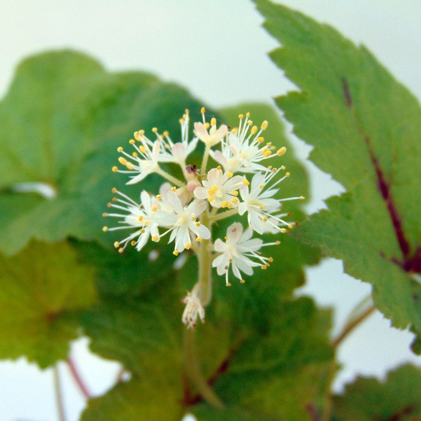 Tiarella Tiger Stripe - Schaumblüte (Blüte)