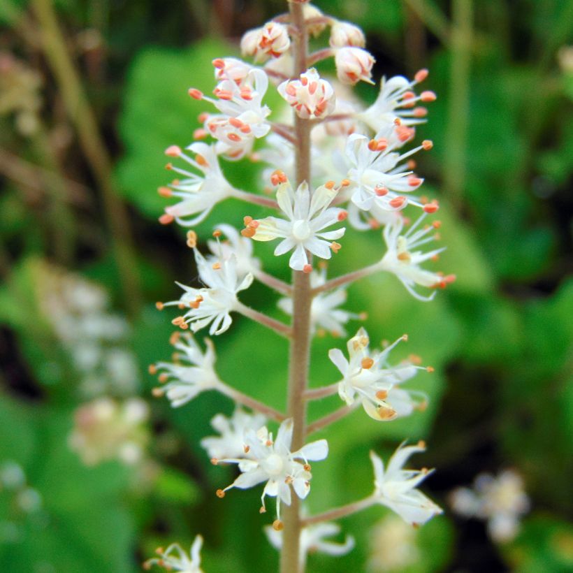 Tiarella wherryi - Wherrys Schaumblume (Blüte)