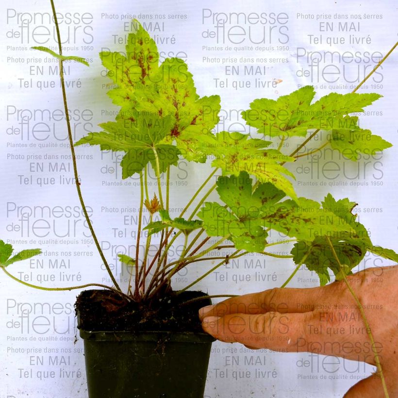 Beispiel eines Exemplars von Tiarelle Hybride - Tiarella Ninja Godet de 9cm wie geliefert