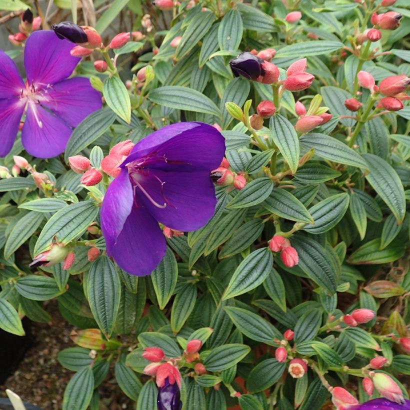 Tibouchina Groovy baby - Tibouchine (Hafen)