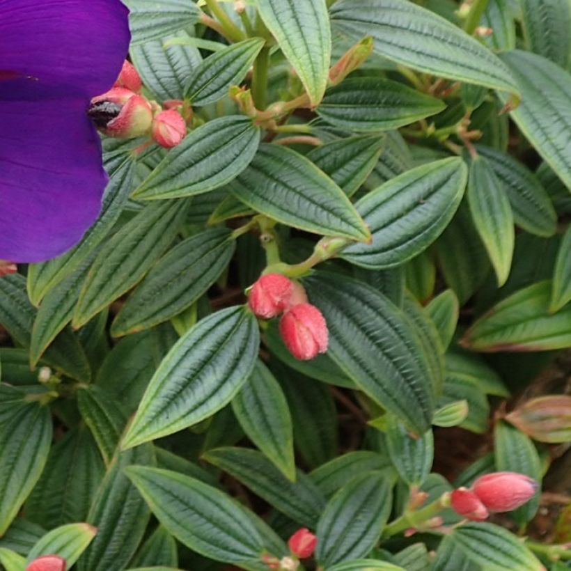 Tibouchina Groovy baby - Tibouchine (Laub)