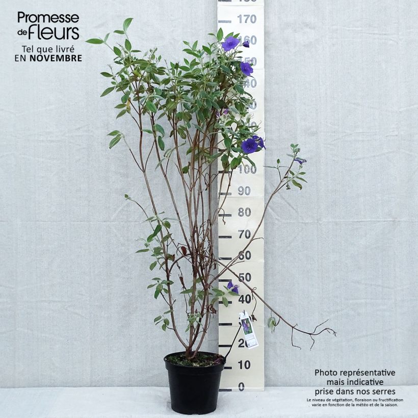 Exemplar von Tibouchina semidecandra Pot de 7,5L/10L wie im Herbst geliefert