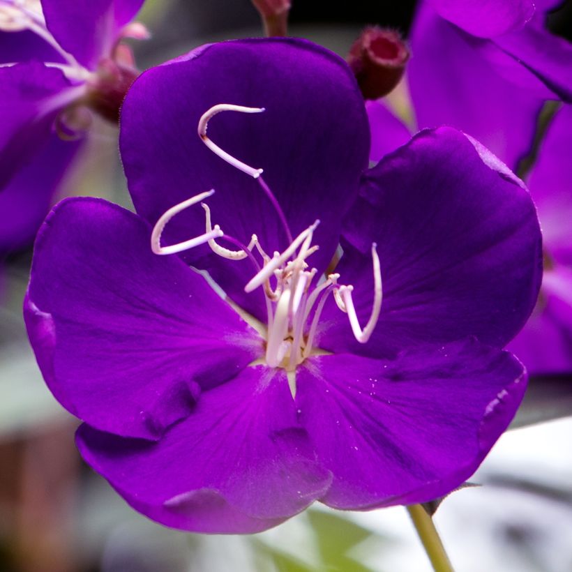 Tibouchina semidecandra - Tibouchine (Blüte)